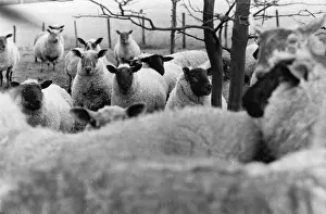 Herd Of Sheep