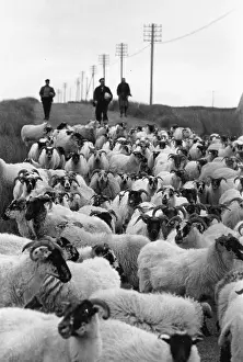 Farm A Prints: Herd Of Sheep