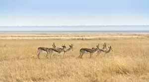 Herd of Springboks -Antidorcas marsupialis- in the grasslands, Etosha National Park, Namibia
