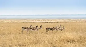 Grass Landscape Prints: Herd of Springboks -Antidorcas marsupialis- in the grasslands