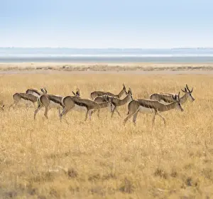 Herd of Springboks -Antidorcas marsupialis- in the grasslands, Etosha National Park, Namibia