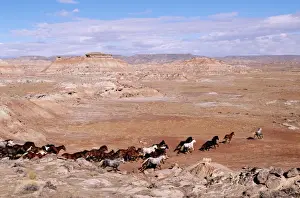 Mustang Prints: Herd of wild mustangs (Equus caballus), Wyoming, USA