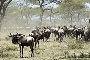 Images Dated 29th January 2011: Herd of Wildebeest -Connochaetes taurinus-, Serengeti, Tanzania, Africa