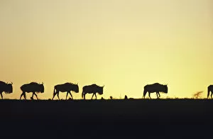 Images Dated 13th February 2006: Herd of wildebeest (Connochaetes taurinus) at sunset, Kenya