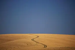 Plowed Field Prints: Herd of Wildebeest walking in Amboseli National Park, Kenya