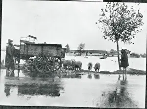 Algeria Prints: Herder Gathering His Sheep in Flooded Area