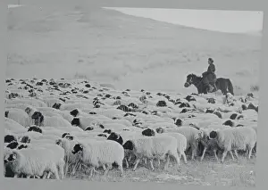 Herders with Their Sheep on the Range