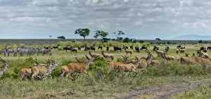 Images Dated 19th October 2011: Herds of Eland Antelopes -Taurotragus oryx-, Zebras -Equus quagga