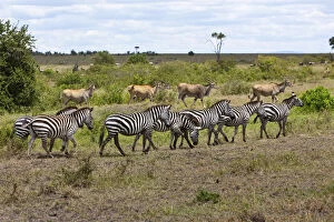 Images Dated 19th October 2011: Herds of Eland Antelopes -Taurotragus oryx- and Zebras -Equus quagga-, Masai Mara National Reserve