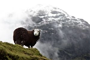 Images Dated 12th April 2016: Herdwick sheep in mountains, Lake District, Cumbria, England