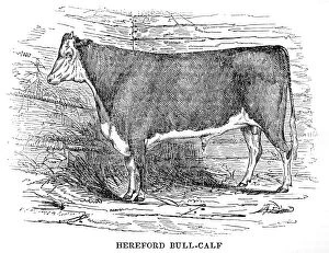 Images Dated 18th June 2015: Hereford bull calf 1841