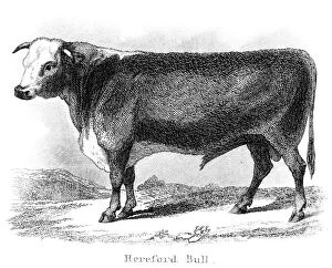 Images Dated 25th March 2017: Hereford bull engraving 1873