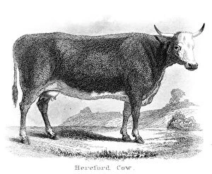 Images Dated 25th March 2017: Hereford cow engraving 1873