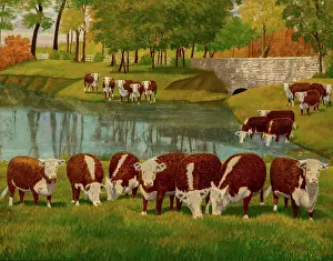 Bovine Prints: Herfeord Cattle
