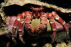 Images Dated 16th September 2005: Hermit Crab in the Cayman Islands of the Caribbean