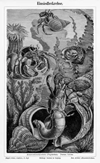 Hermit crab engraving 1895