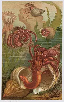 Crustacean Prints: Hermit Crabs