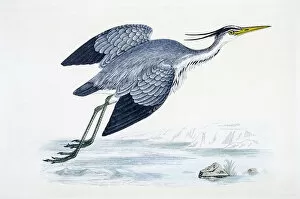 Images Dated 22nd April 2016: Heron bird 19 century illustration
