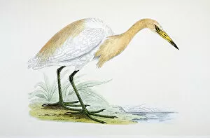 Images Dated 22nd April 2016: Heron bird 19 century illustration