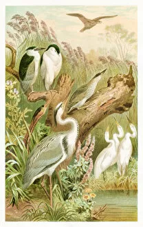 Engravings Gallery: Heron engraving 1892