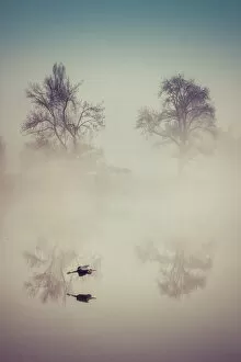 Images Dated 21st February 2017: The heron in the mist