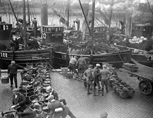 Herring Catch