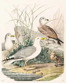 Seagull Gallery: Herring gull engraving 1853