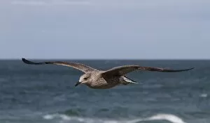 Images Dated 14th August 2013: Herring Gull -Larus argentatus-, Baltic Sea, Zingst, Mecklenburg-Western Pomerania, Germany