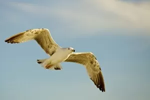 Herring Gull -Larus argentatus- in flight
