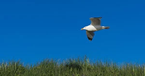 Images Dated 8th June 2014: Herring Gull -Larus argentatus- in flight over a dune, Sylt, Schleswig-Holstein, Germany