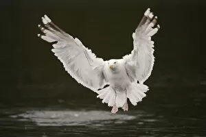Images Dated 9th August 2012: Herring Gull -Larus argentatus- flying above water, Lauvsnes, Flatanger, Nord-Trondelag