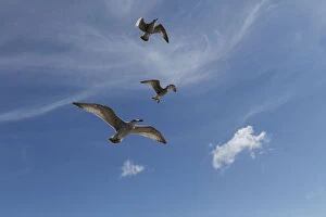 Images Dated 14th August 2013: Herring Gulls -Larus argentatus-, Baltic Sea, Zingst, Mecklenburg-Western Pomerania, Germany