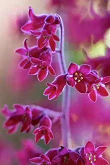 Prints of Tiny deep pink flowers of the summer flowering herbaceous perennial Heurchera plant Blooming Beauty: Heurchera