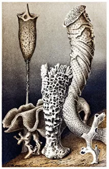 Mollusk Collection: Hexactinellid sponges