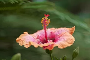 Images Dated 21st June 2014: Hibiscus flower -Hibiscus-, Bavaria, Germany