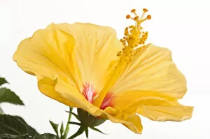 Images Dated 25th May 2011: Hibiscus flower -Hibiscus-, Germany