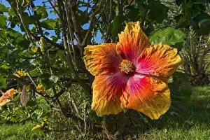 Images Dated 11th March 2013: Hibiscus flower, Mo orea, French Polynesia
