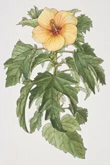 Hibiscus plant with yellow flower, front view