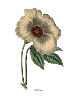 Hibiscus or Rose Mallow Plant, Victorian Botanical Illustration