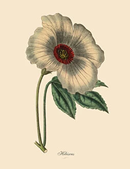 Images Dated 28th March 2016: Hibiscus or Rose Mallow Plant, Victorian Botanical Illustration