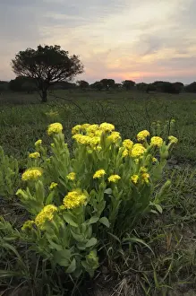 Low Angle Prints: High angle view of a Lesser Yellow Head (Gnidia kraussiana) plant blowing in the wind