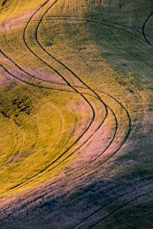 Images Dated 5th August 2012: High angle view of tracks in field of wheat in Palouse region, Washington State, USA