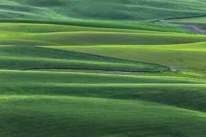 Images Dated 8th June 2014: High angle view of undulating wheat crop, Palouse, Washington State, USA