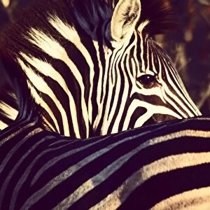 Safari Animals Gallery: High Angle View Of Zebra At Kruger National Park