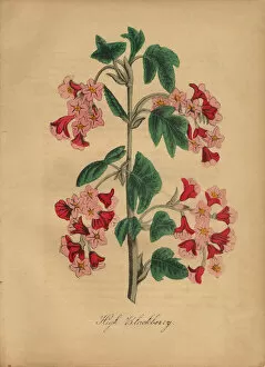 Images Dated 7th July 2016: High Blackberry Victorian Botanical Illustration