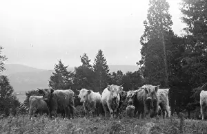 Grampians Prints: Highland Cattle