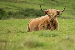 Images Dated 27th August 2015: Highland cattle