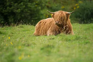 Images Dated 27th August 2015: Highland cattle
