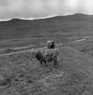 Highland Cattle