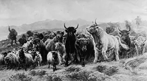 Farm Animal Prints: Highland Cattle